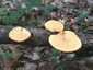 Sugaras likacsosgomba (Neofavolus alveolaris), Budai-hegység